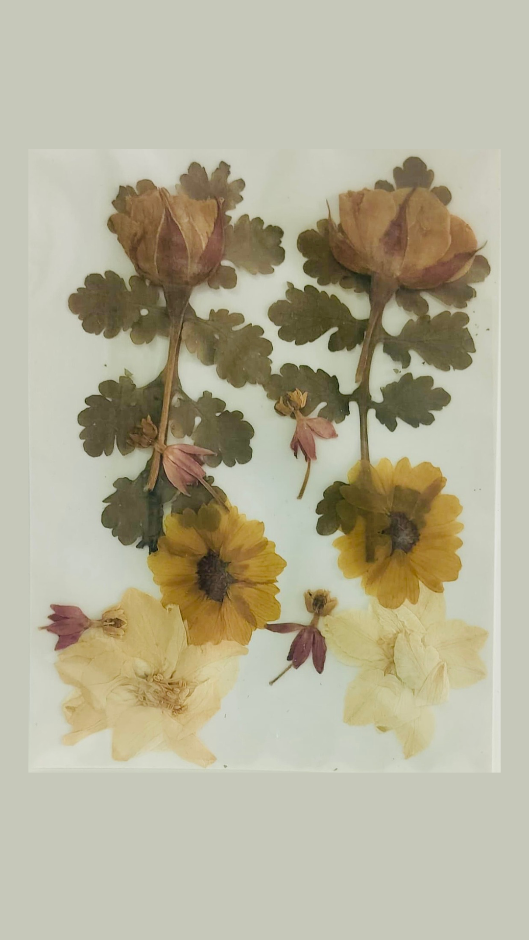 12 in 1 Pressed Flower (B)