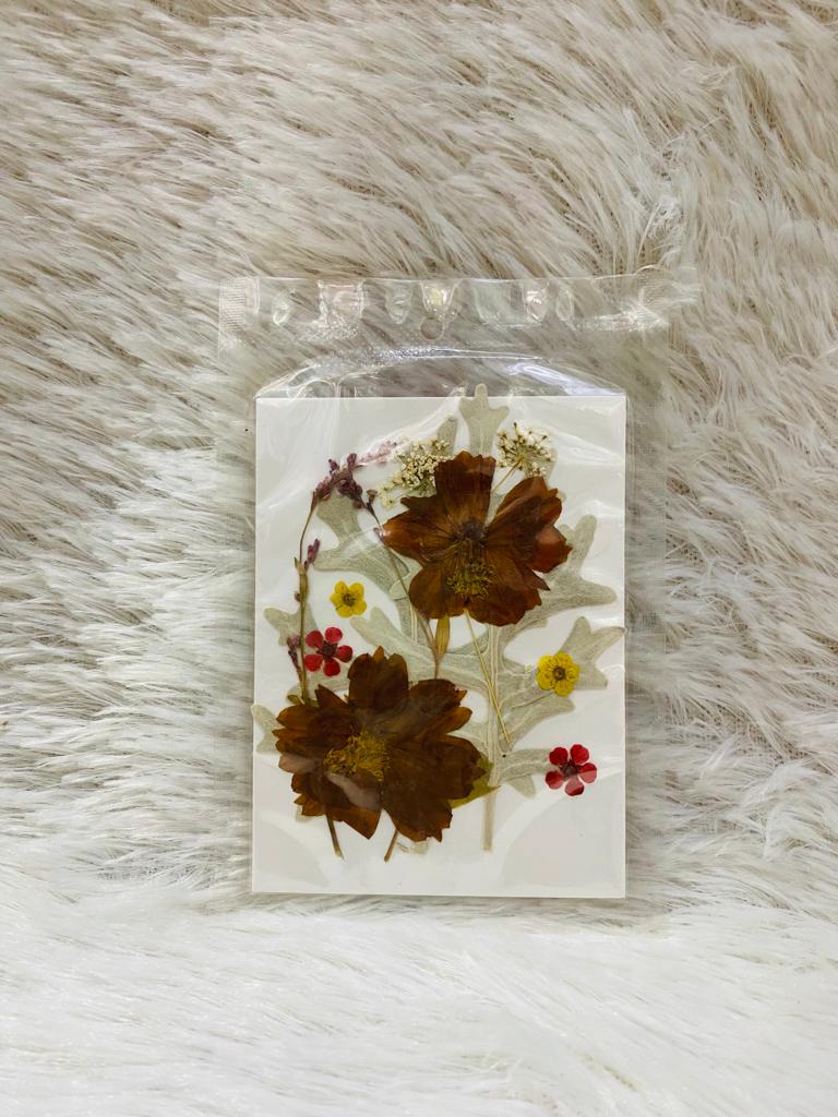 12 in 1 Pressed Dried Flower