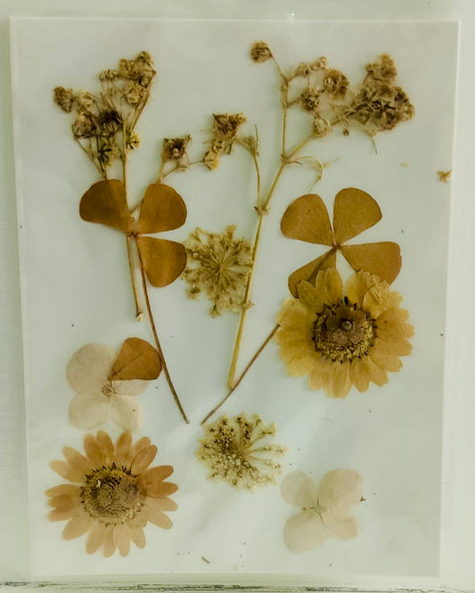 12 in 1 Pressed Flower (C)