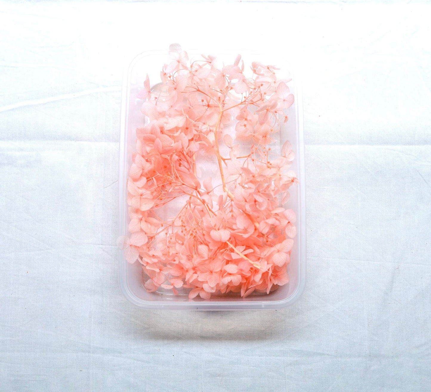 Hydrangea Dry Flower