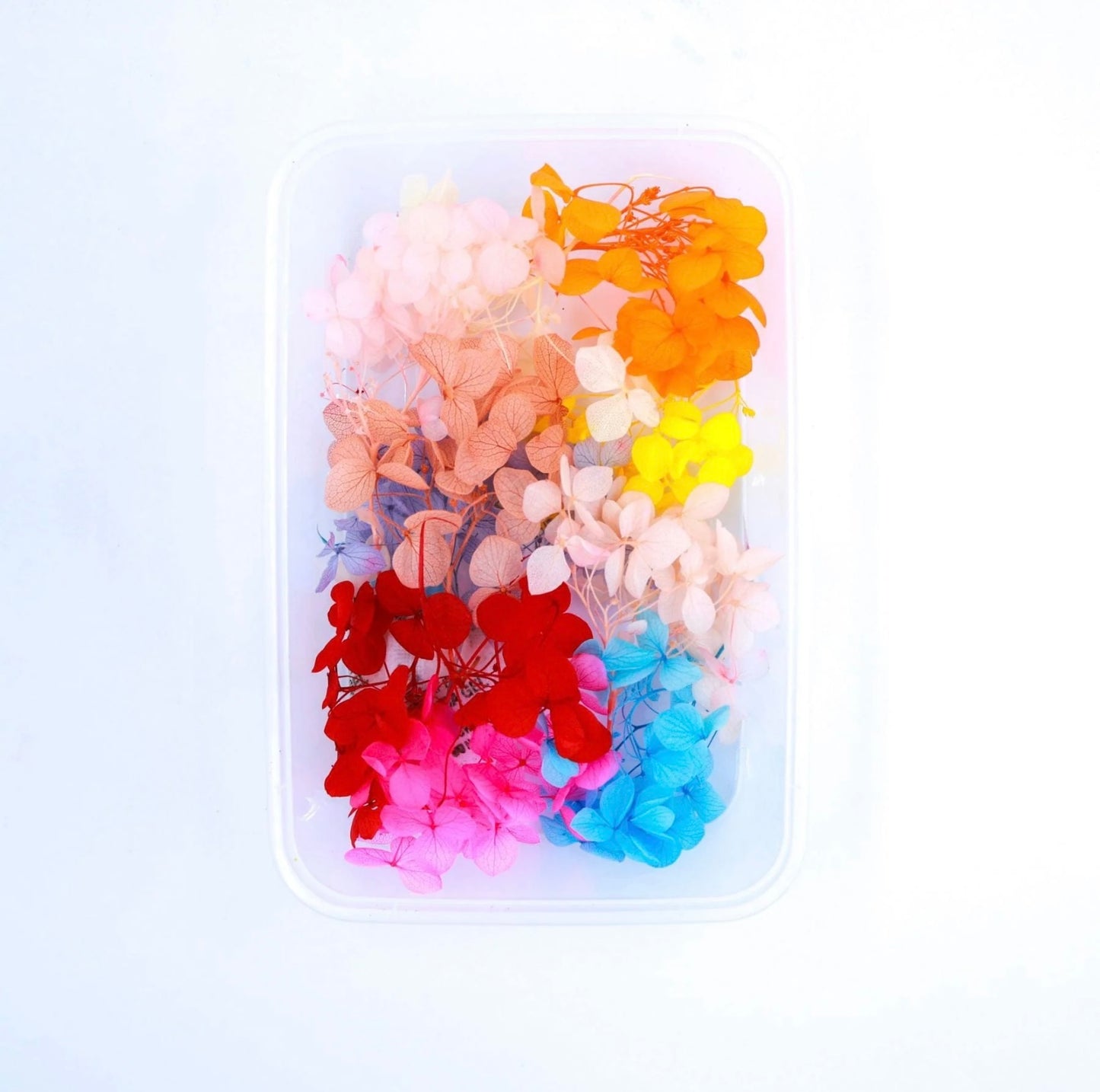 Hydrangea Dry Flower