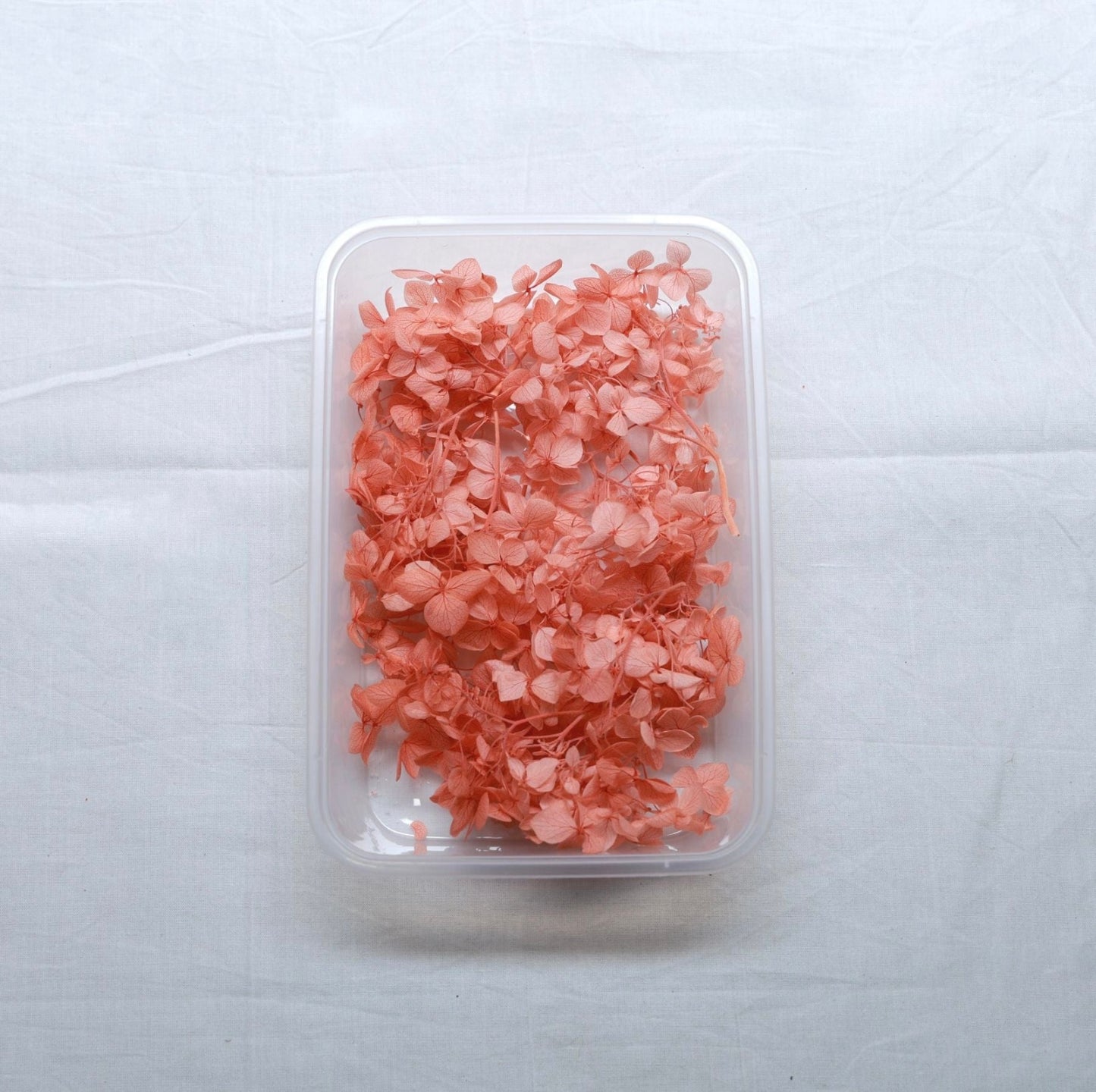 Hydrangea Dry Flower