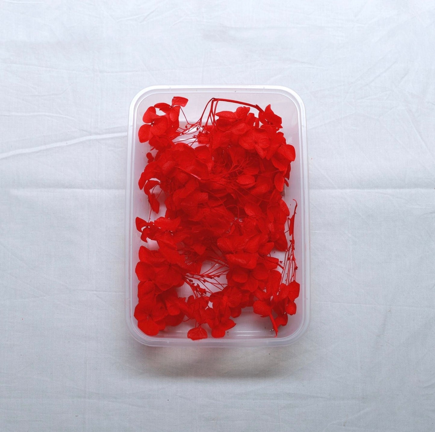 Hydrangea Dry Flower