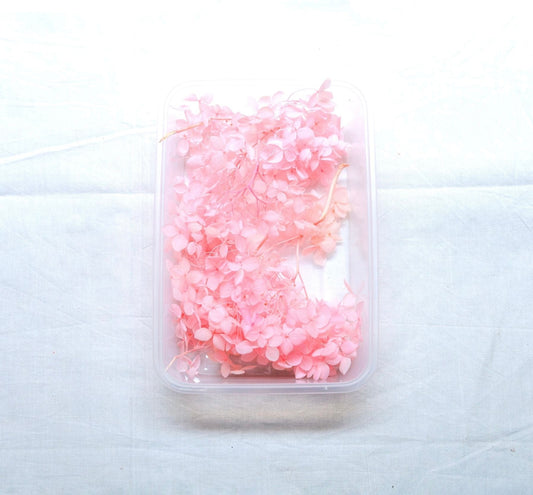 Hydrangea Dry Flower