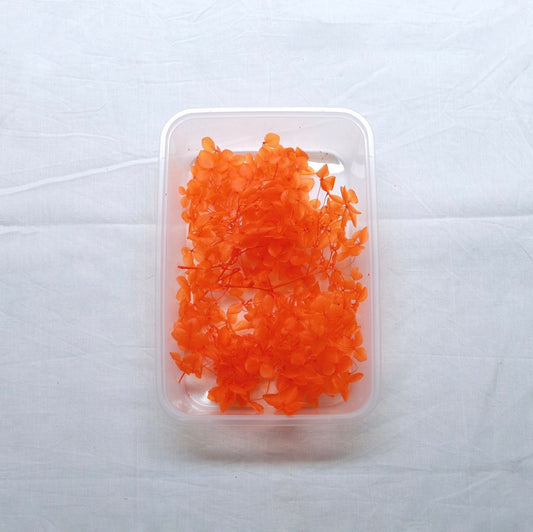 Hydrangea Dry Flower