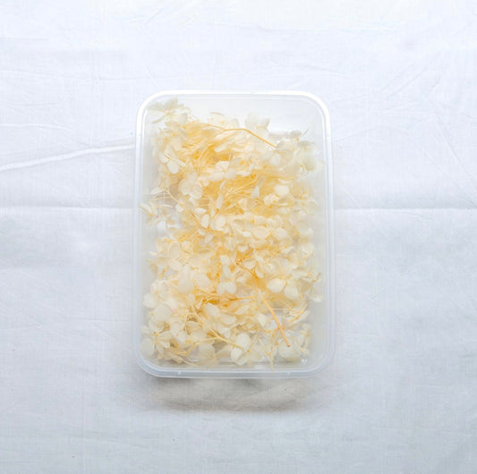 Hydrangea Dry Flower