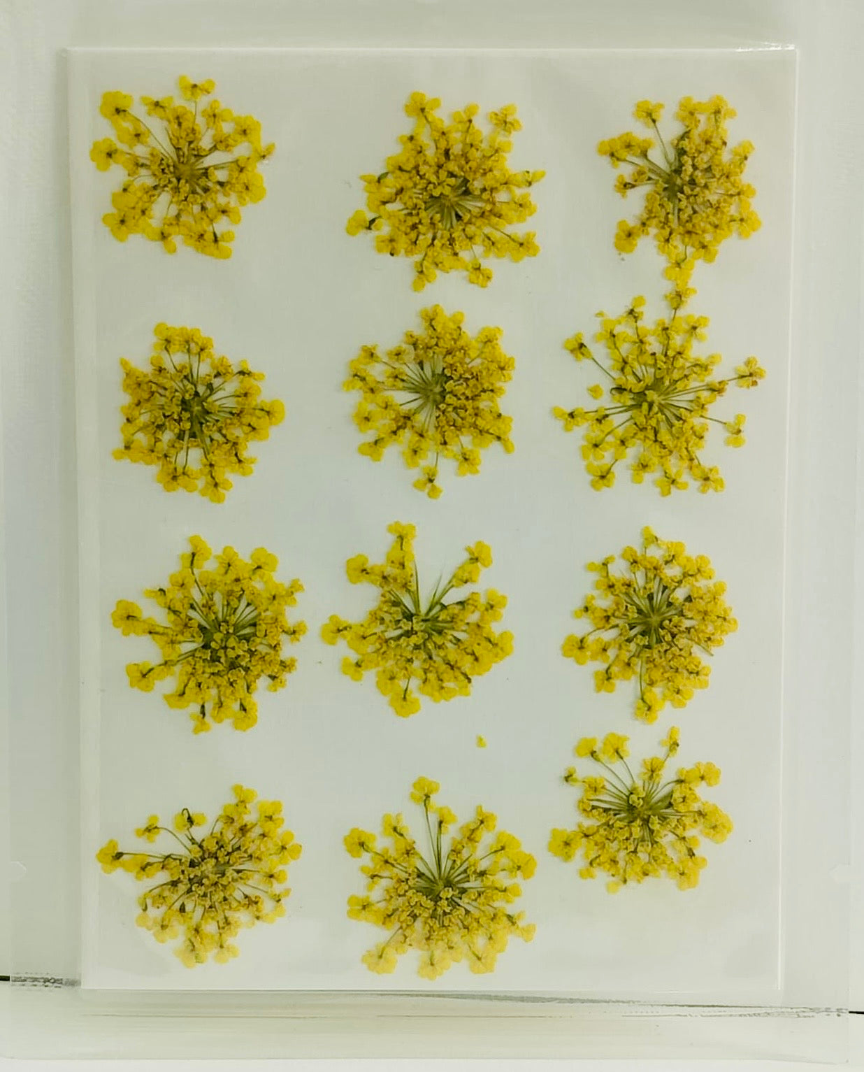 Yellow Baby Breath