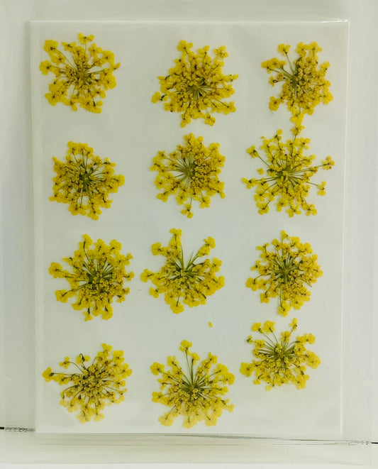 Yellow Baby Breath