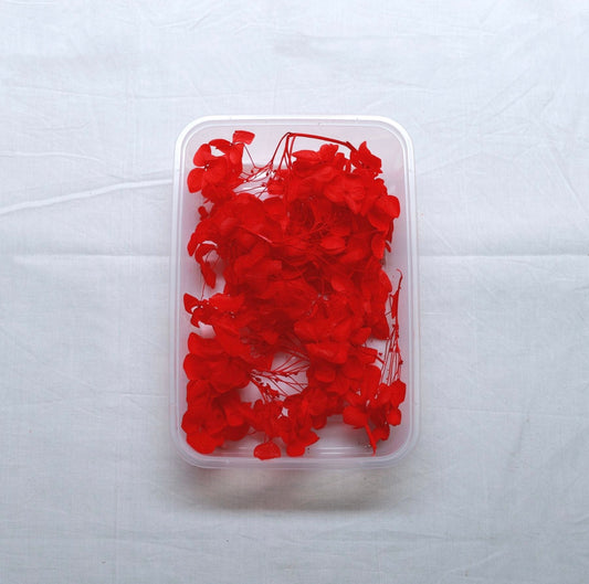 Hydrangea Dry Flower