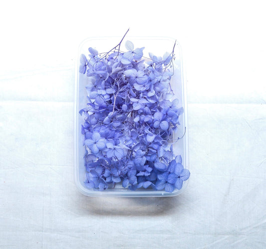Hydrangea Dry Flower